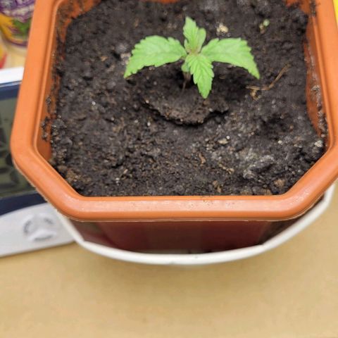 AK47 Auto growlog timeline photo