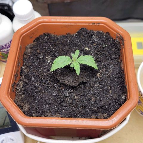 AK47 Auto growlog timeline photo