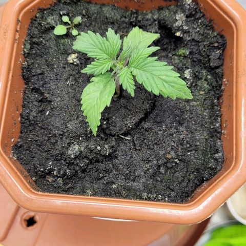 AK47 Auto growlog timeline photo