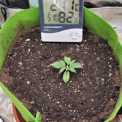 AK47 Auto growlog timeline photo
