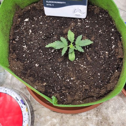 AK47 Auto growlog timeline photo
