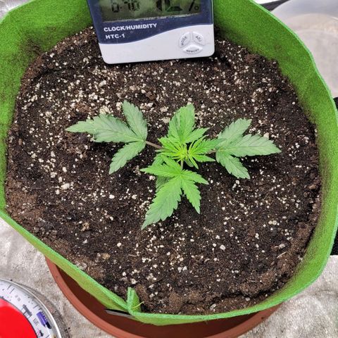 AK47 Auto growlog timeline photo