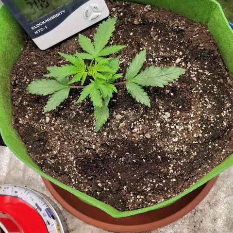 AK47 Auto growlog timeline photo
