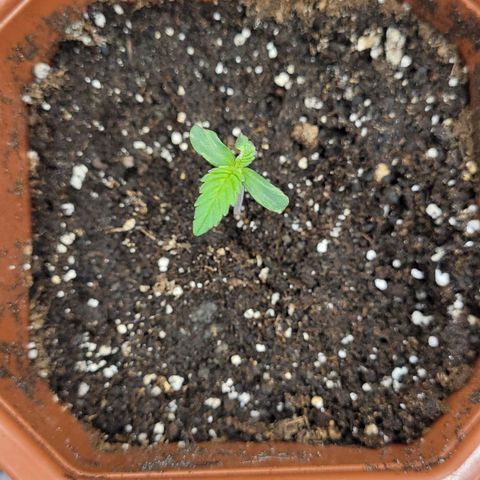 Shogun (Royal Queen) harvest.ge growlog photo: 1 leaf not developing since germination