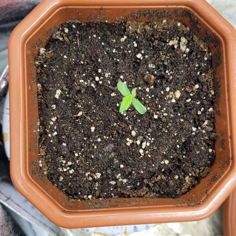 Shogun (Royal Queen) harvest.ge growlog timeline photo