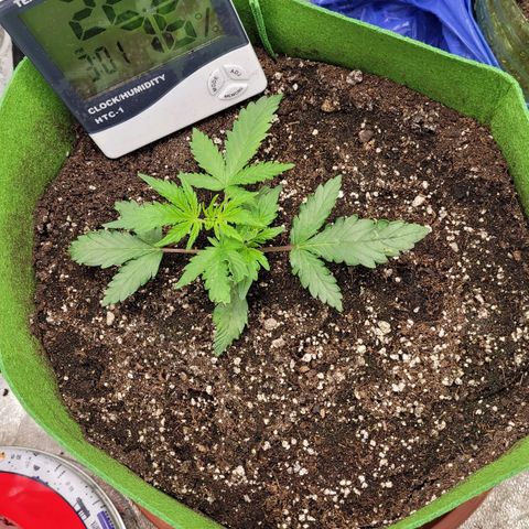 AK47 Auto growlog timeline photo
