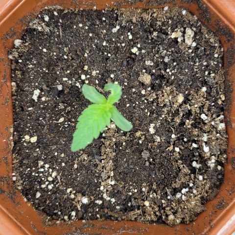 Shogun (Royal Queen) harvest.ge growlog timeline photo