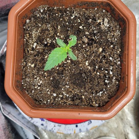 Shogun (Royal Queen) harvest.ge growlog timeline photo