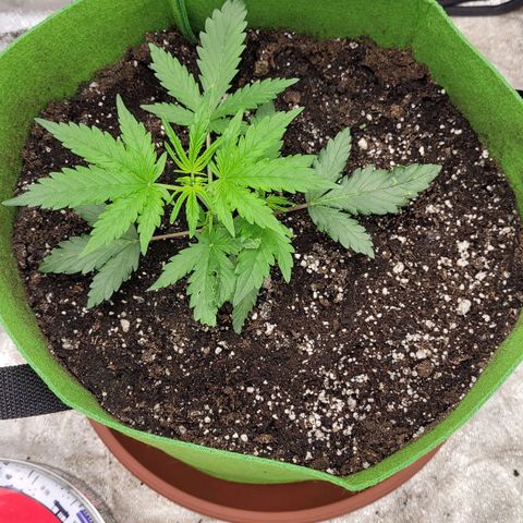 AK47 Auto growlog timeline photo