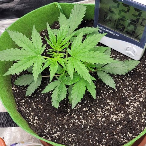 AK47 Auto growlog timeline photo