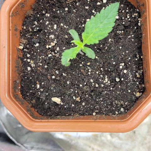 Shogun (Royal Queen) harvest.ge growlog timeline photo