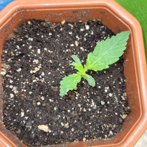 Shogun (Royal Queen) harvest.ge growlog timeline photo