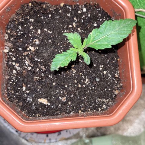 Shogun (Royal Queen) harvest.ge growlog timeline photo