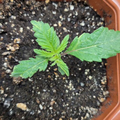Shogun (Royal Queen) harvest.ge growlog timeline photo