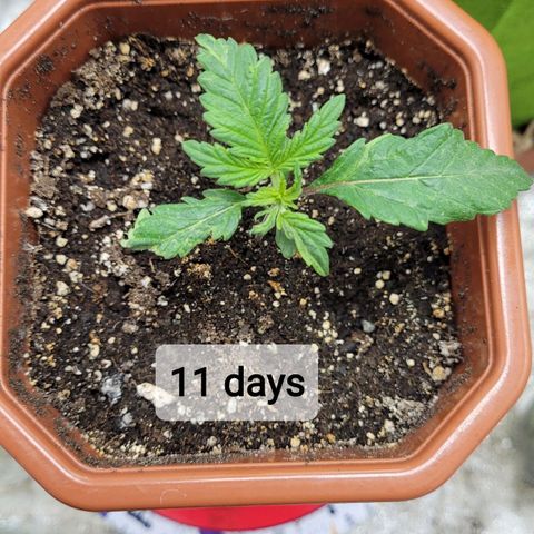 Shogun (Royal Queen) harvest.ge growlog timeline photo