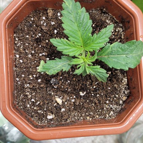 Shogun (Royal Queen) harvest.ge growlog timeline photo