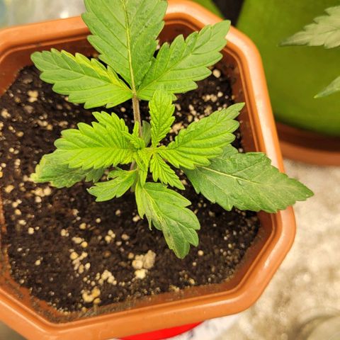 Shogun (Royal Queen) harvest.ge growlog timeline photo