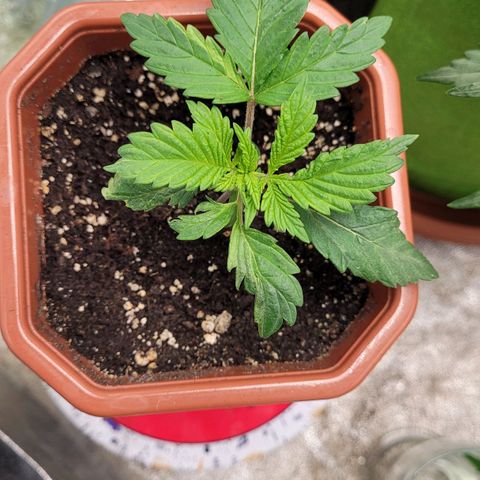 Shogun (Royal Queen) harvest.ge growlog timeline photo