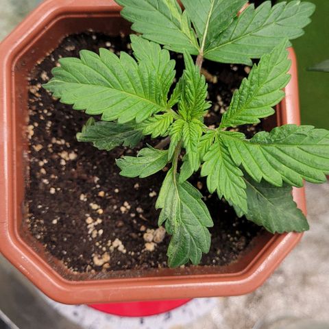 Shogun (Royal Queen) harvest.ge growlog timeline photo
