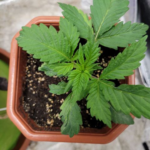 Shogun (Royal Queen) harvest.ge growlog timeline photo