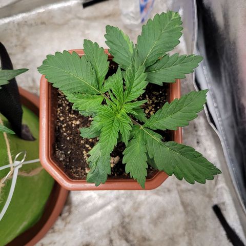 Shogun (Royal Queen) harvest.ge growlog timeline photo