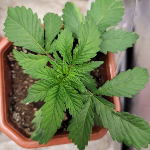 Shogun (Royal Queen) harvest.ge growlog timeline photo