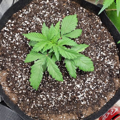 Shogun (Royal Queen) harvest.ge growlog photo: New pot. 20 litres. Feeding + watering