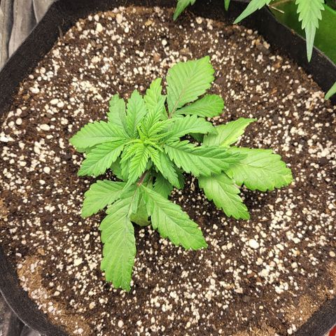 Shogun (Royal Queen) harvest.ge growlog photo: Starting to recover from relocation stress.