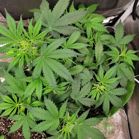 AK47 Auto growlog timeline photo