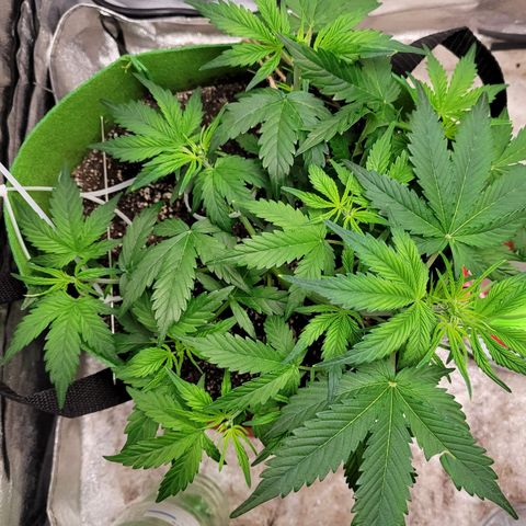 AK47 Auto growlog timeline photo