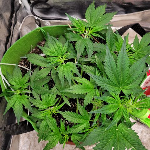 AK47 Auto growlog timeline photo