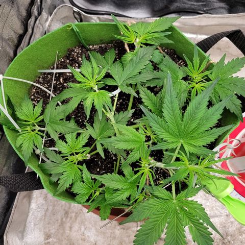 AK47 Auto growlog timeline photo