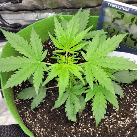 AK47 Auto growlog timeline photo
