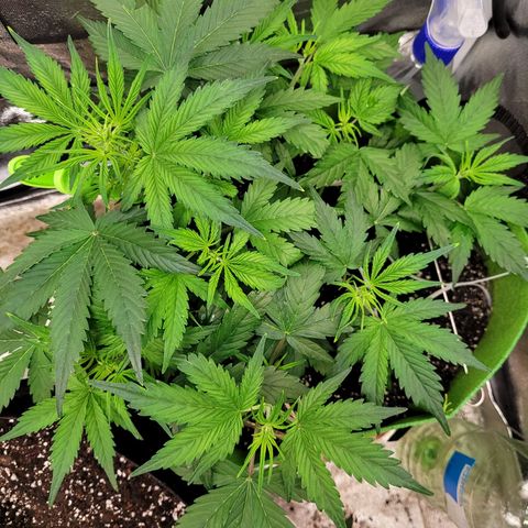 AK47 Auto growlog timeline photo