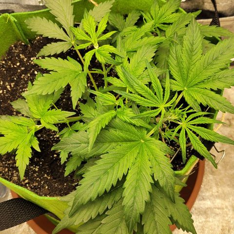 AK47 Auto growlog timeline photo