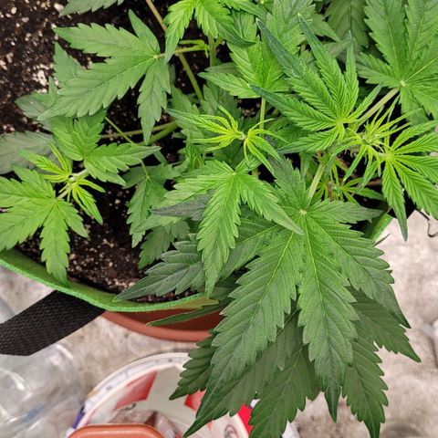 AK47 Auto growlog timeline photo