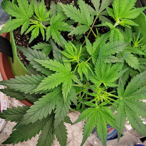 AK47 Auto growlog timeline photo