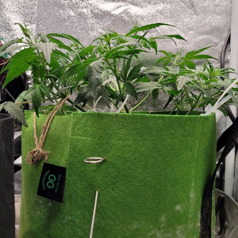 AK47 Auto growlog timeline photo