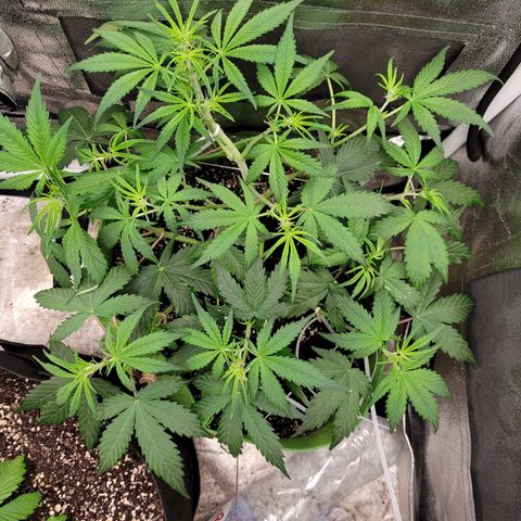 AK47 Auto growlog timeline photo