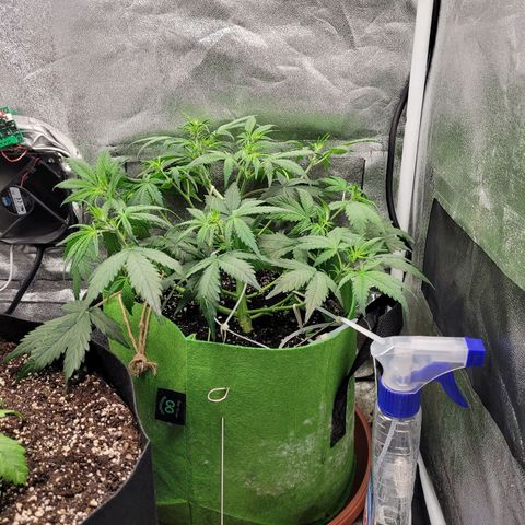 AK47 Auto growlog timeline photo