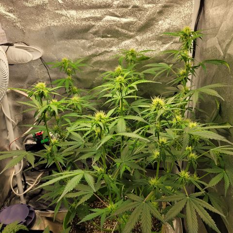 AK47 Auto growlog timeline photo