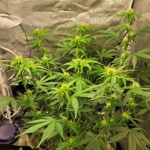 AK47 Auto growlog timeline photo