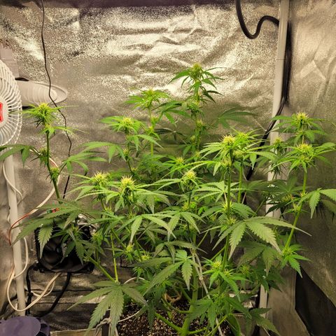 AK47 Auto growlog timeline photo