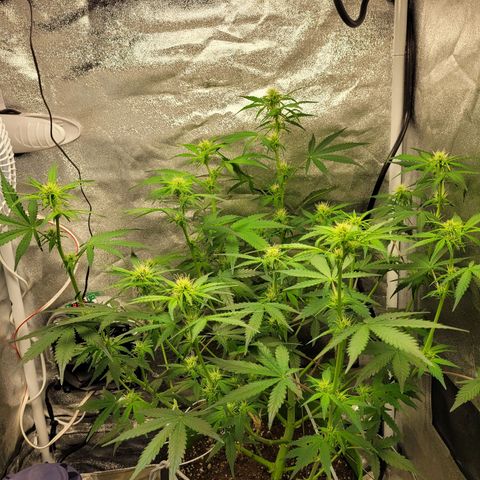 AK47 Auto growlog timeline photo