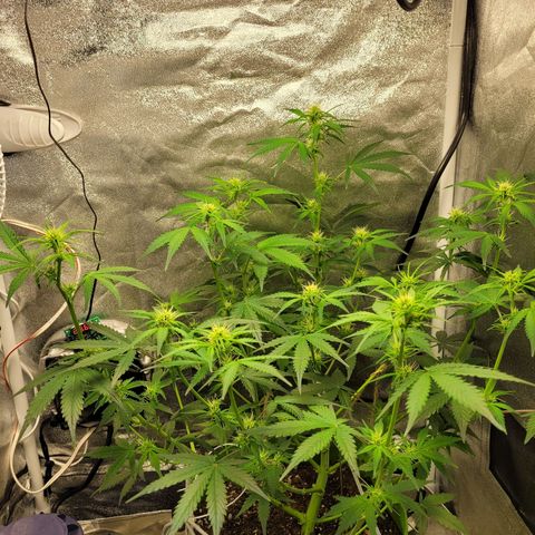 AK47 Auto growlog timeline photo