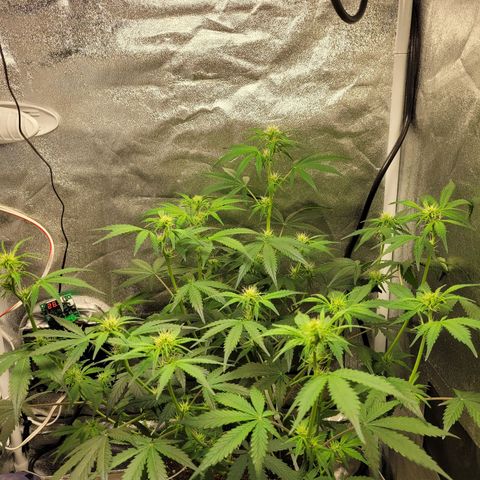 AK47 Auto growlog timeline photo