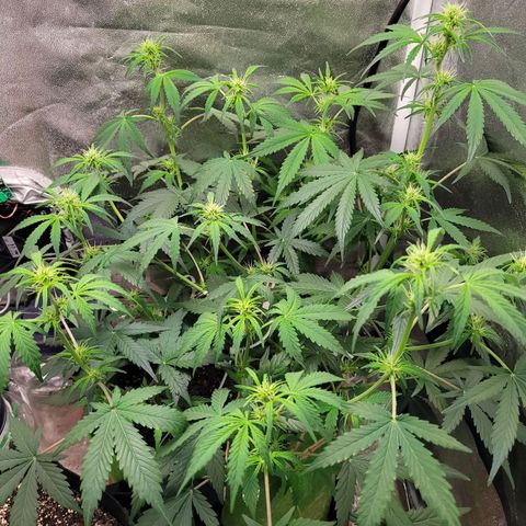 AK47 Auto growlog timeline photo