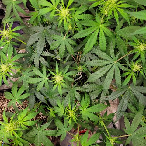 AK47 Auto growlog timeline photo