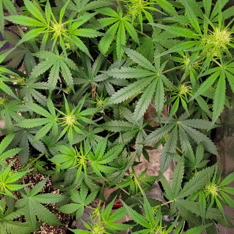 AK47 Auto growlog timeline photo