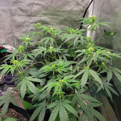 AK47 Auto growlog timeline photo